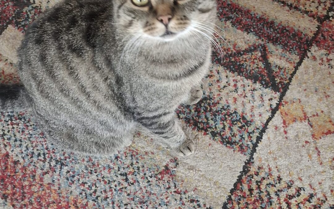 Fundtier Kater, Erl  (10/2025)