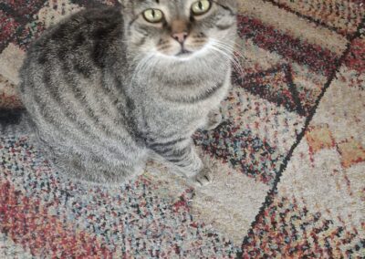 Fundtier Kater, Erl  (10/2025)