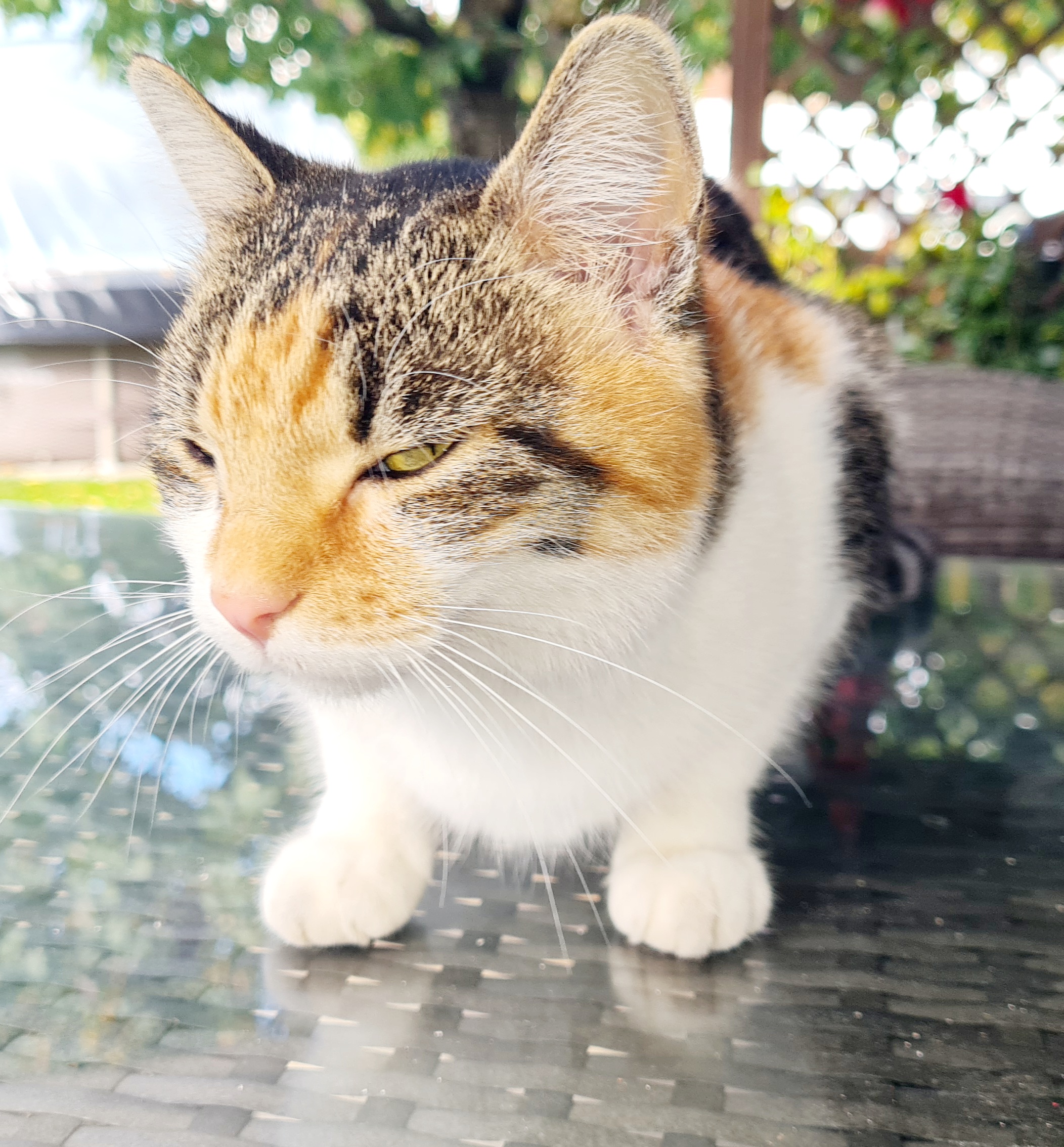 Flaurling_FUndkatze_UntererWeglänger