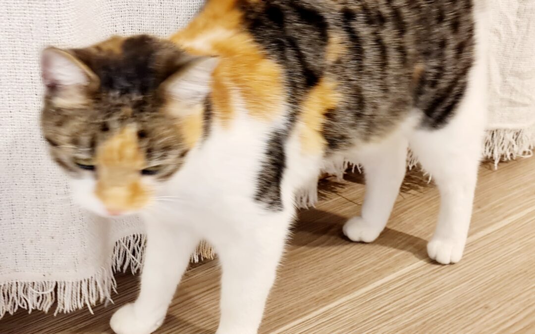 Fundtier Katze, Flaurling  (10/2025)