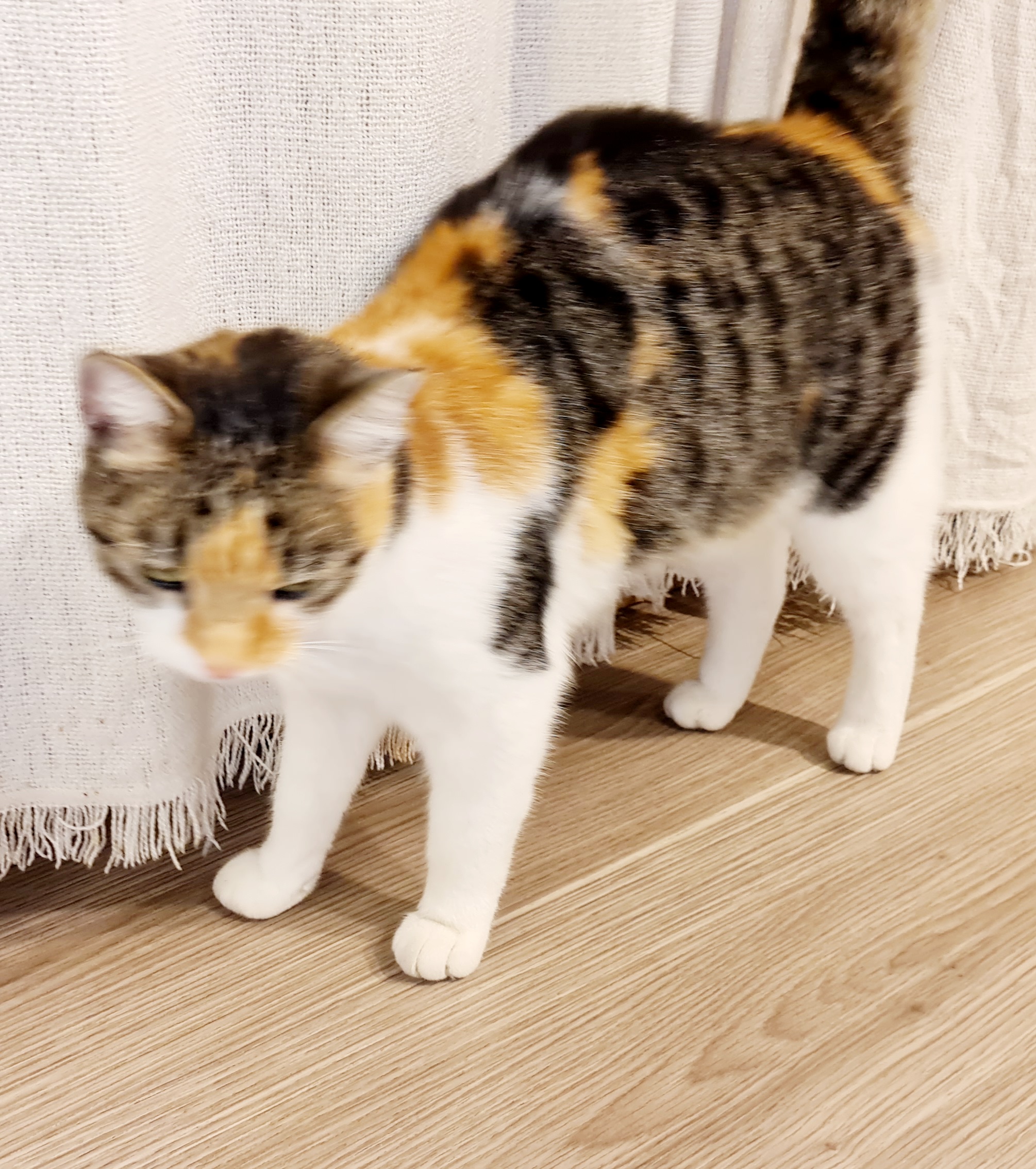 Flaurling_FUndkatze_UntererWeglänger2