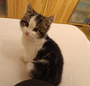 Fundtier Katze, Ladis  (10/2025)