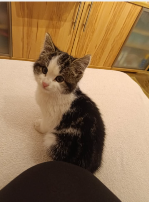 Fundtier Katze, Ladis  (10/2025)