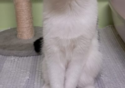 Fundtier Katze, Götzens  (10/2025)