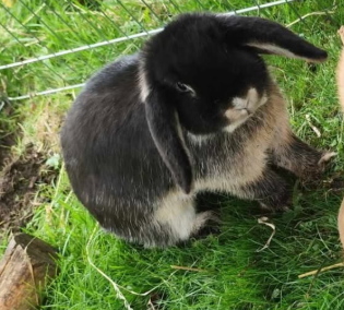 Zwergkaninchen, Höfen  (10/2025)