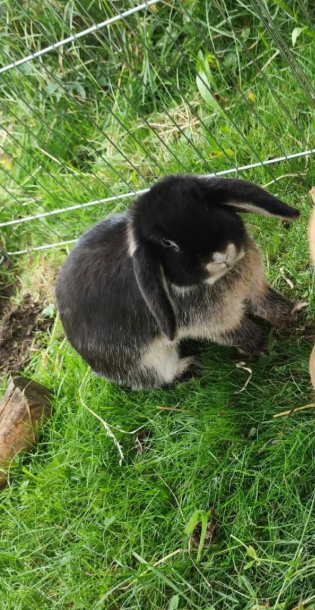 Zwergkaninchen, Höfen  (10/2025)