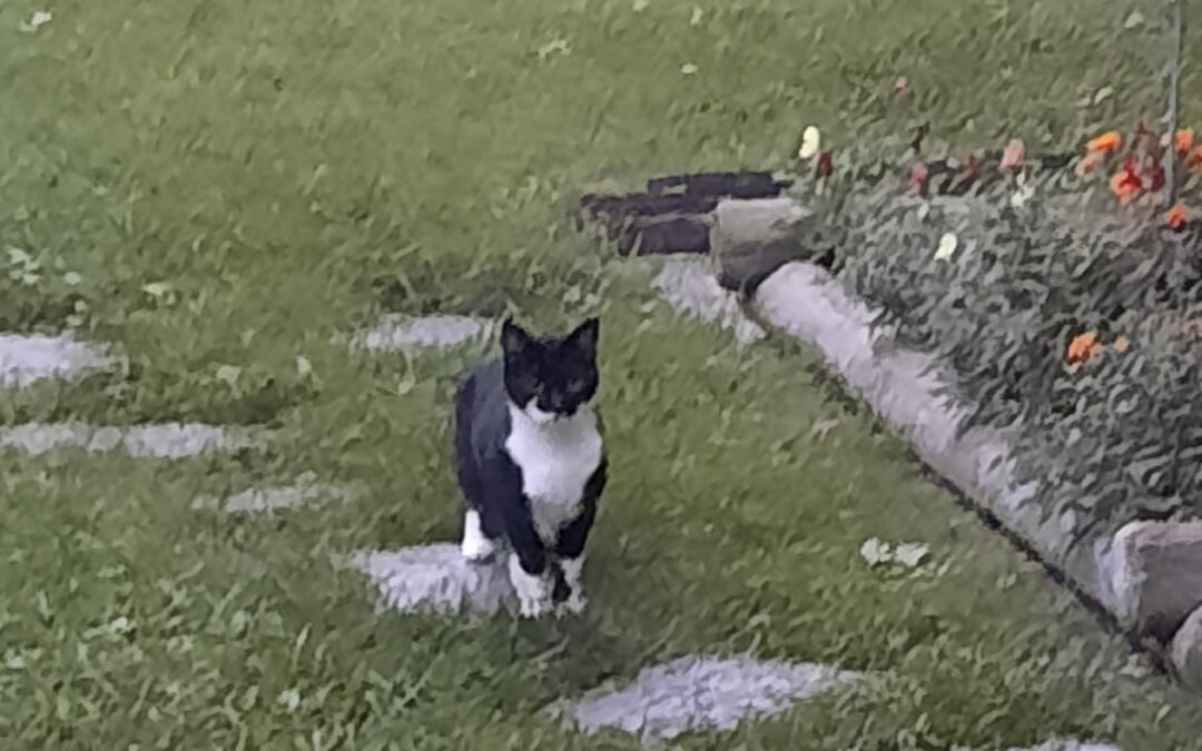 Fundtier Katze, Imst  (10/2025)