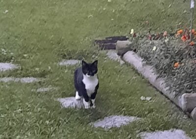 Fundtier Katze, Imst  (10/2025)