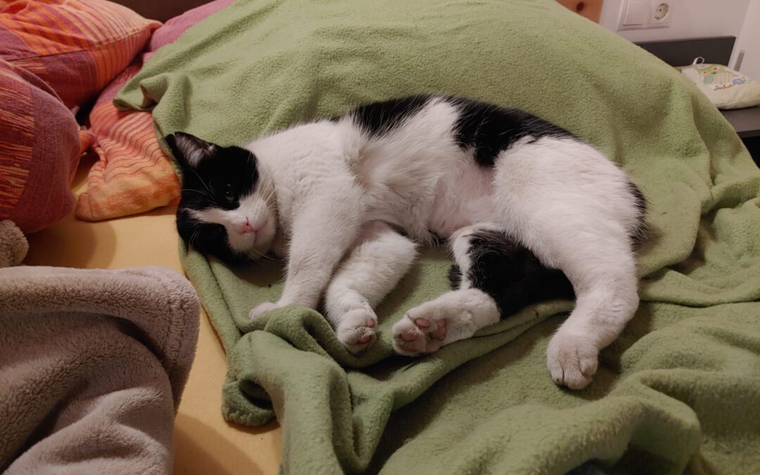 Klärchen, Imst  (10/2025)