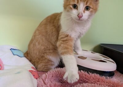 Fundtier Kater, Innsbruck  (10/2025)