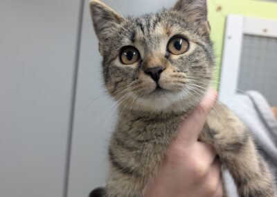 Fundtier Katze, Innsbruck  (10/2025)