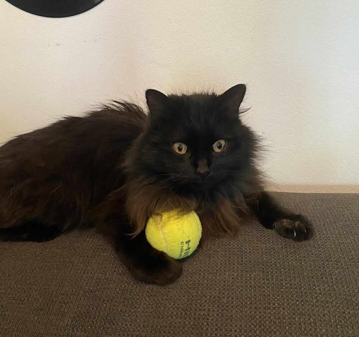 Mavi, Innsbruck  (10/2025)