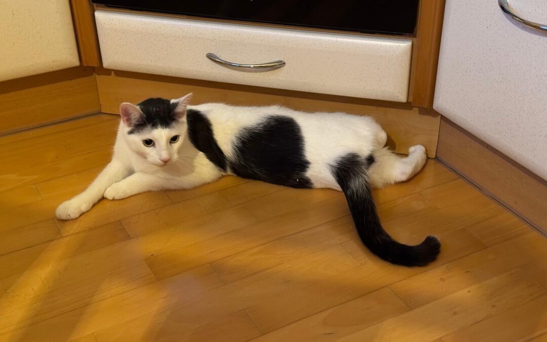 Tiki, Innsbruck  (10/2025)