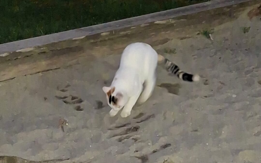 Sichtung Katze, Innsbruck  (10/2025)