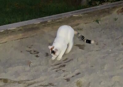 Sichtung Katze, Innsbruck  (10/2025)