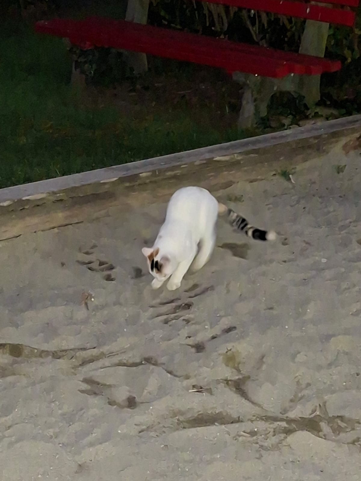 Innsbruck_Sichtkatze_Verdroßplatz