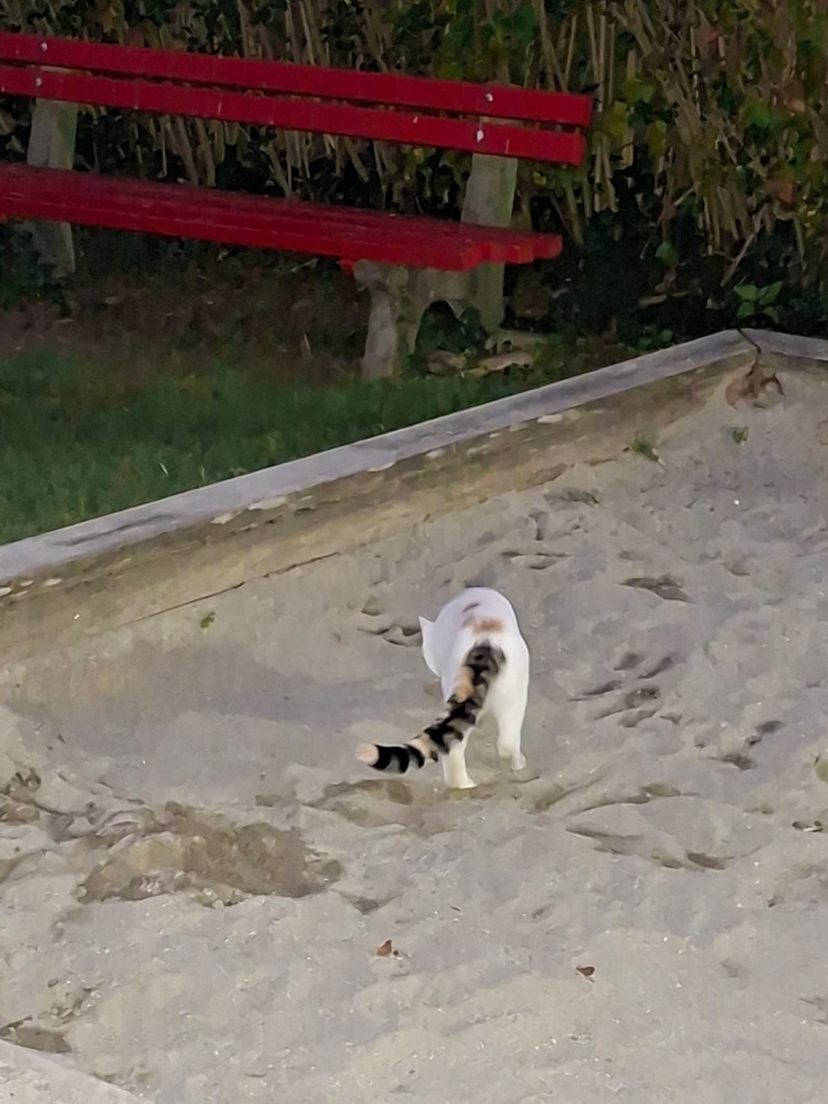 Innsbruck_Sichtkatze_Verdroßplatz2