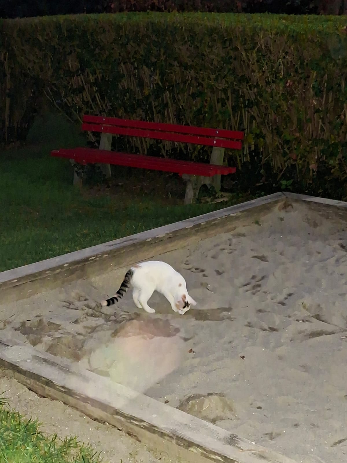 Innsbruck_Sichtkatze_Verdroßplatz3