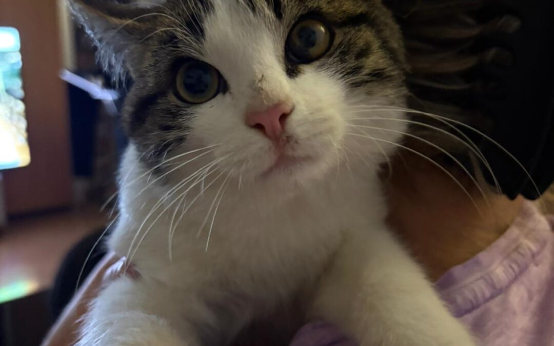 Fundkater, Keamten in Tirol  (10/2025)