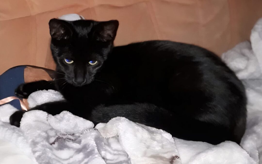 Sandy, Kematen  (10/2025)