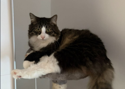 Simba, Kirchbichl  (10/2025)