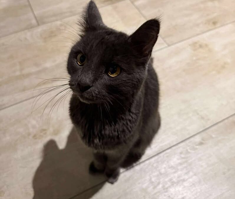 Sichtung Kater, Kirchbichl  (10/2025)