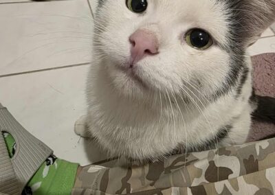 Fundtier Kater, Kolsass (10/25)