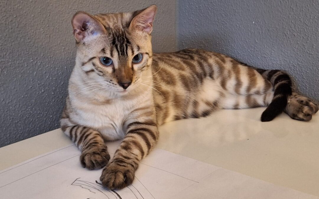 Simba, Kramsach  (10/2025)