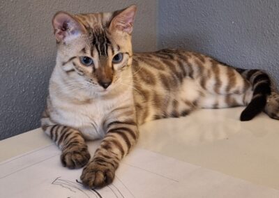 Simba, Kramsach  (10/2025)
