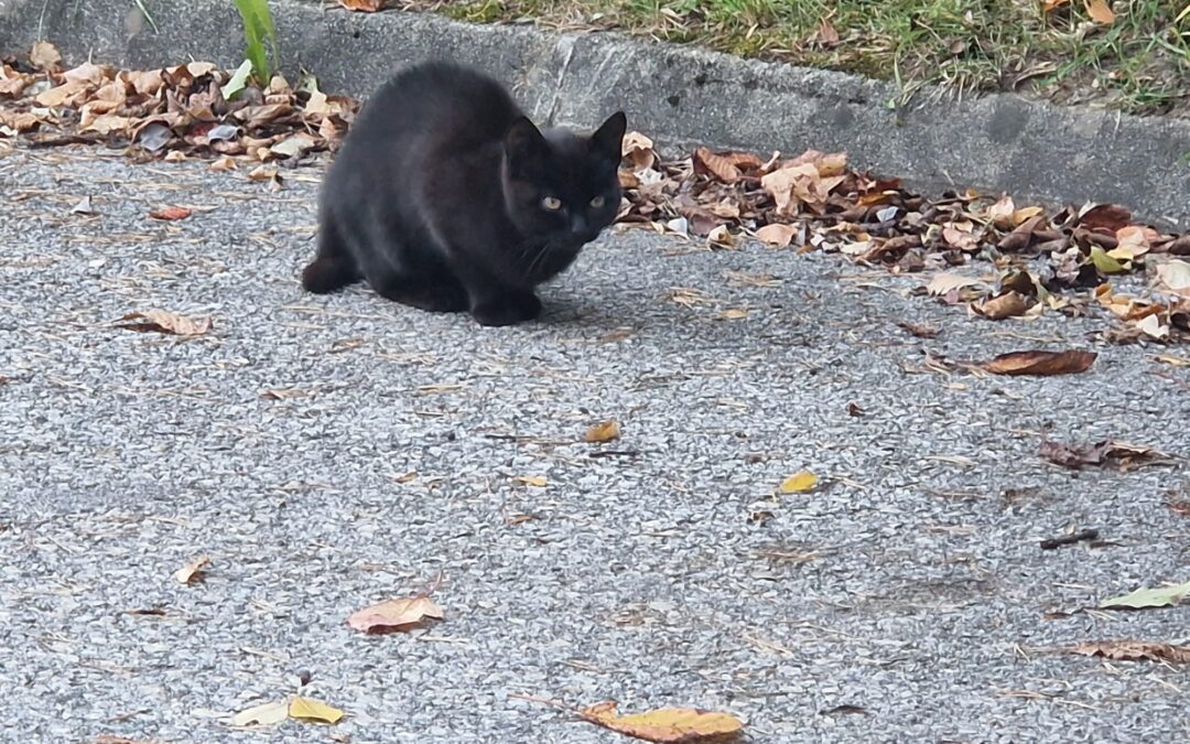 Sichtung Katze, Kramsach  (10/2025)