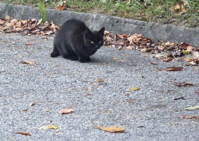 Sichtung Katze, Kramsach  (10/2025)