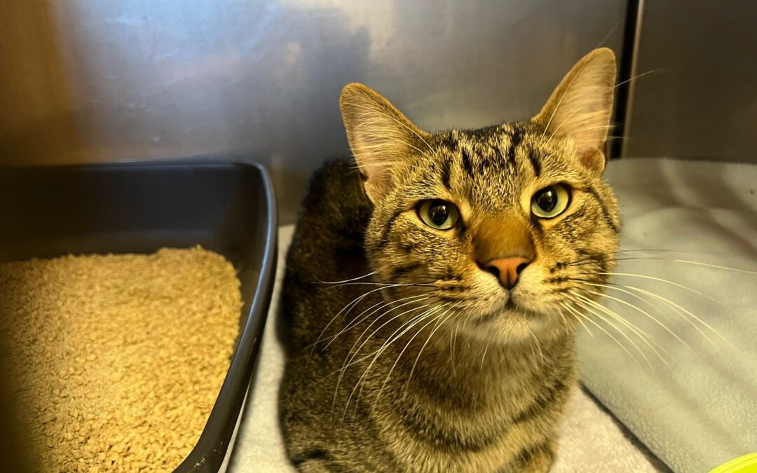 Fundtier Kater, Kufstein  (10/2025)