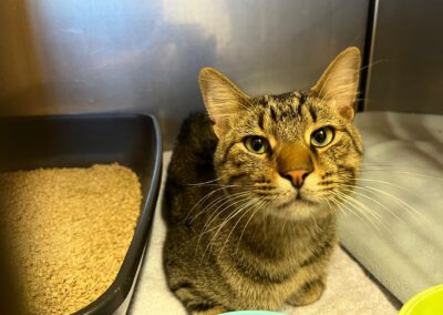 Fundtier Kater, Kufstein  (10/2025)