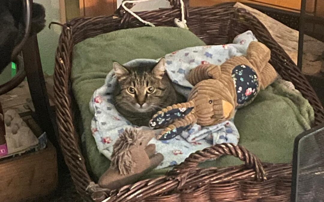 Katze, Kufstein  (10/2025)