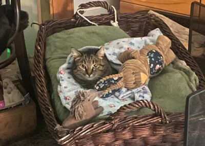 Katze, Kufstein  (10/2025)