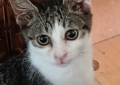 Kater, Kundl  (10/2025)
