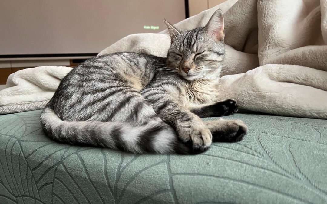 Vermisster Kater, Langkampfen (10/25)