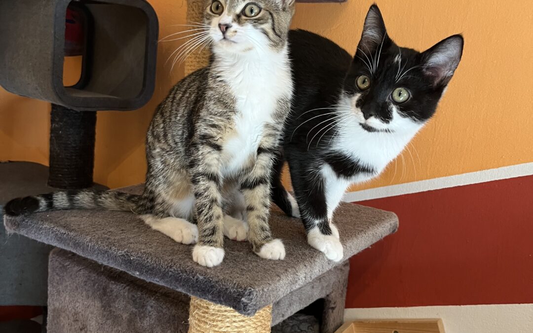 Merri und Pippin