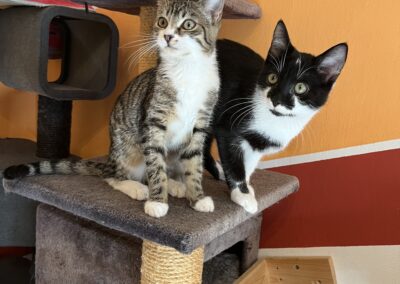 Merri und Pippin