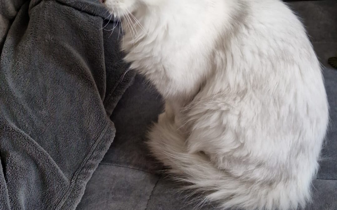 Fundtier Katze, Münster  (10/2025)