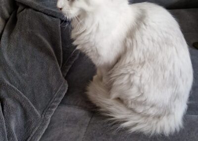 Fundtier Katze, Münster  (10/2025)