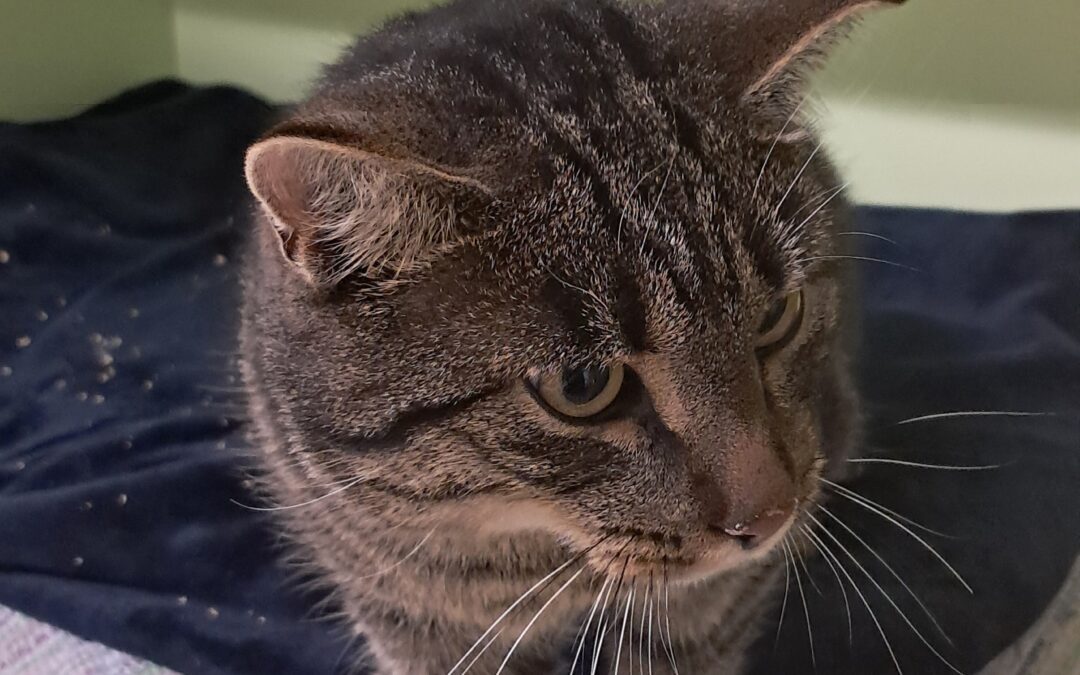 Fundtier Kater, Navis  (10/2025)