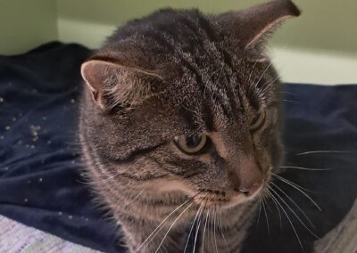 Fundtier Kater, Navis  (10/2025)