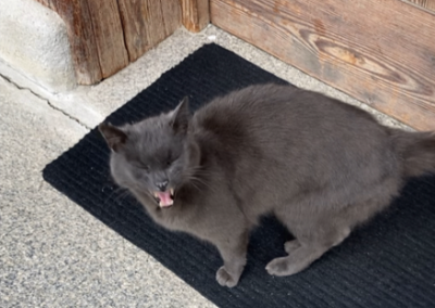 Fundtier Kater, Oberndorf  (10/2025)