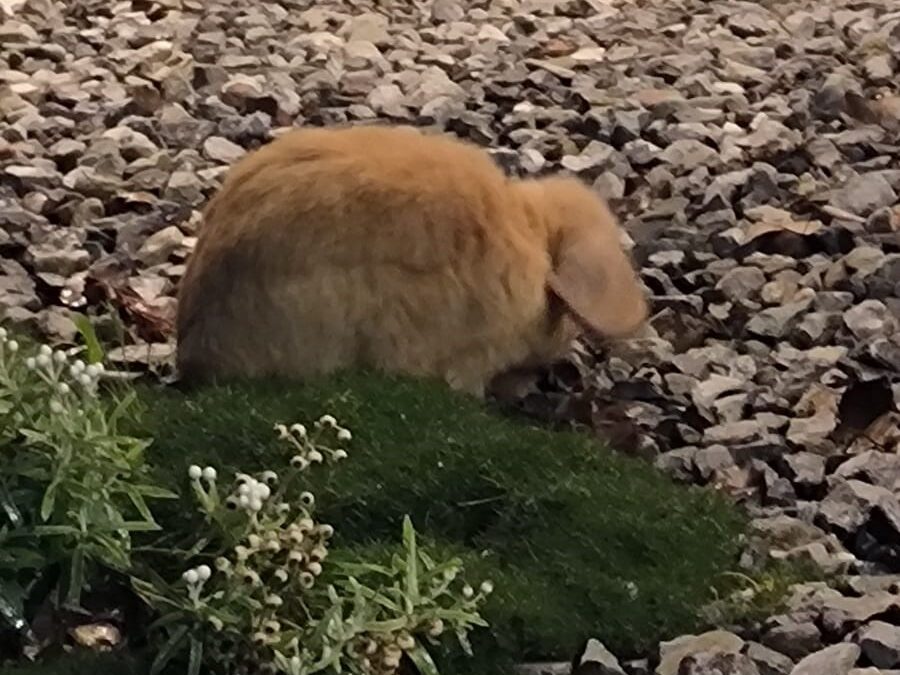 Fundtier Kaninchen, Radfeld  (10/2025)