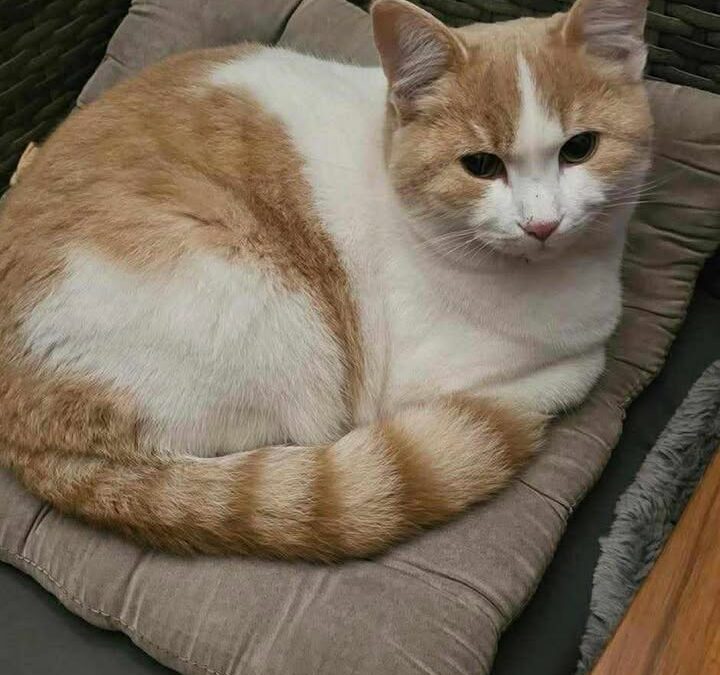 Flecki, Radfeld  (10/2025)