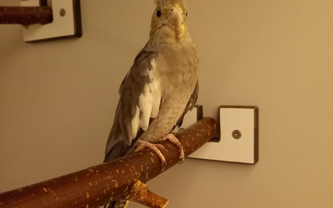 Fundtier Nymphensittich, Schnann am Arlberg  (10/2025)