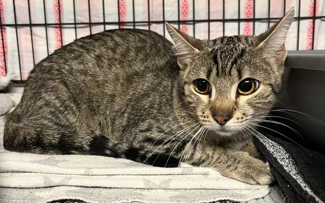 Fundtier Katze, Schwaz  (10/2025)