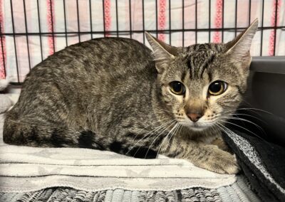 Fundtier Katze, Schwaz  (10/2025)