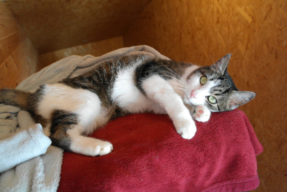 Snorre (1)